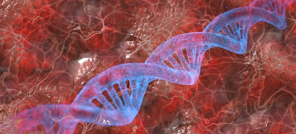 Forschende der Universität Zürich einen neuartigen Ansatz zum Transport grosser Gene entwickelt, deren Einsatz etwa bei der Behandlung erblicher Erkrankungen notwendig ist. 