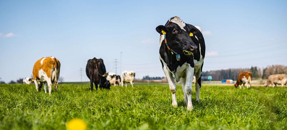 Emmi hat mit der Berner Fachhochschule für Agrar-, Forst und Lebensmittelwissenschaften und dem WWF einen wissenschaftsbasierten Kriterienkatalog für nachhaltige Milch etabliert. 