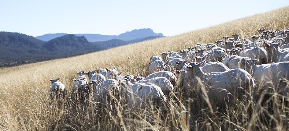 Schoeller Textil verarbeitet neu nachhaltig gewonnene Wolle von Nativa.
