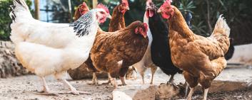 Switzerland is a world leader in animal welfare standards : for example, it was the first country to ban battery cages in 1993 and transition entirely to cage-free housing.
