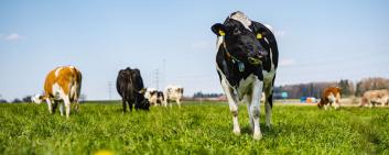 Emmi has established a science-based catalog of criteria for sustainable milk with the Bern School of Agricultural, Forest and Food Sciences and WWF. 
